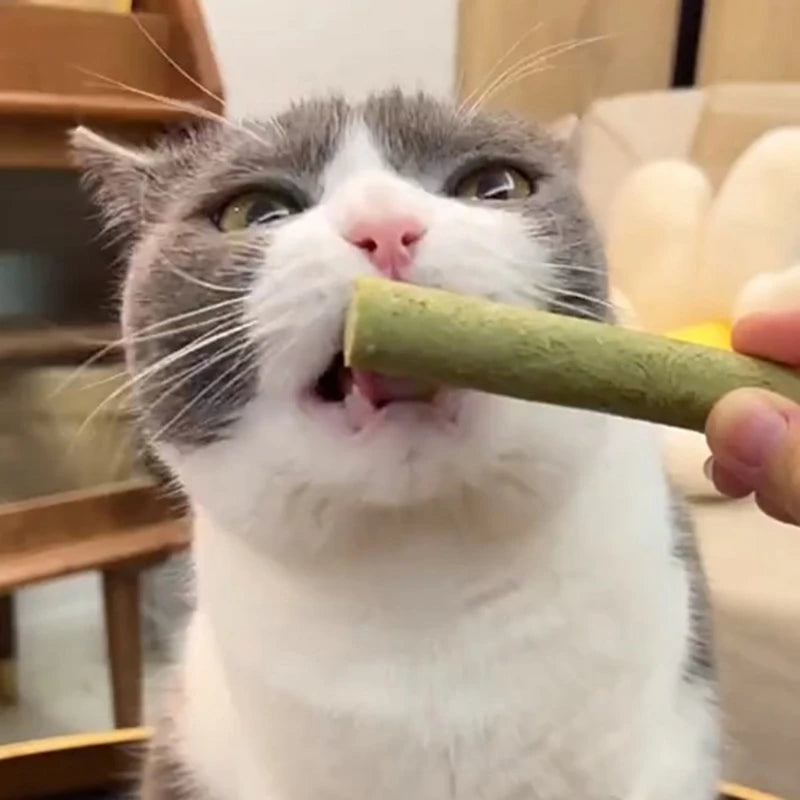 Natural Grass Chewing Sticks Treat for Cats