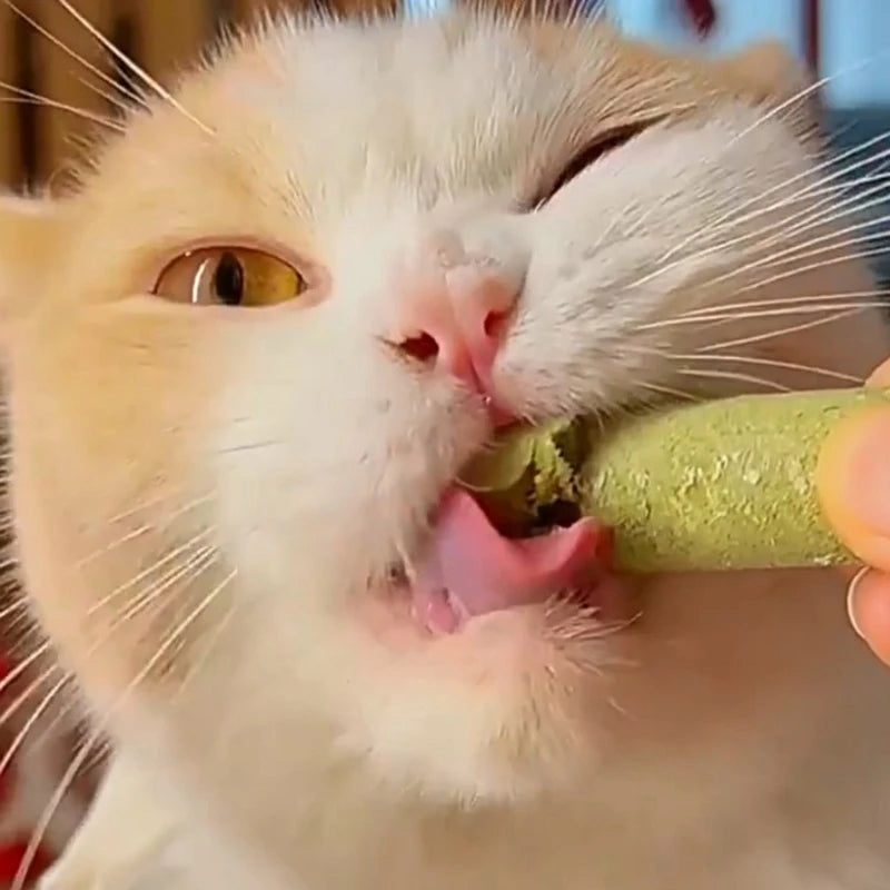 Natural Grass Chewing Sticks Treat for Cats