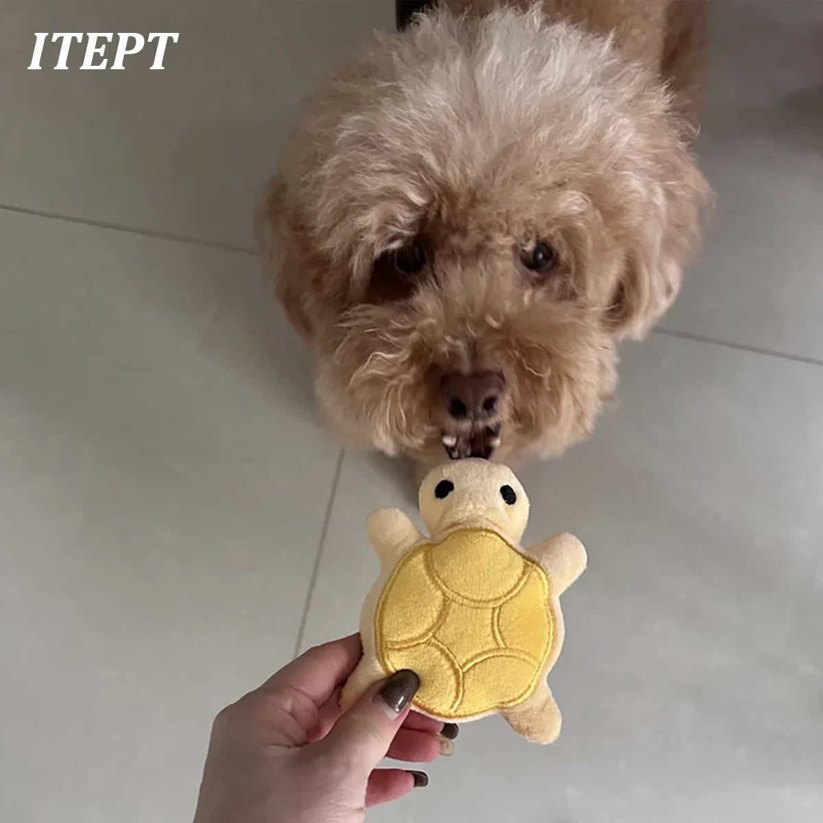 Mini cute turtle dog plush toy