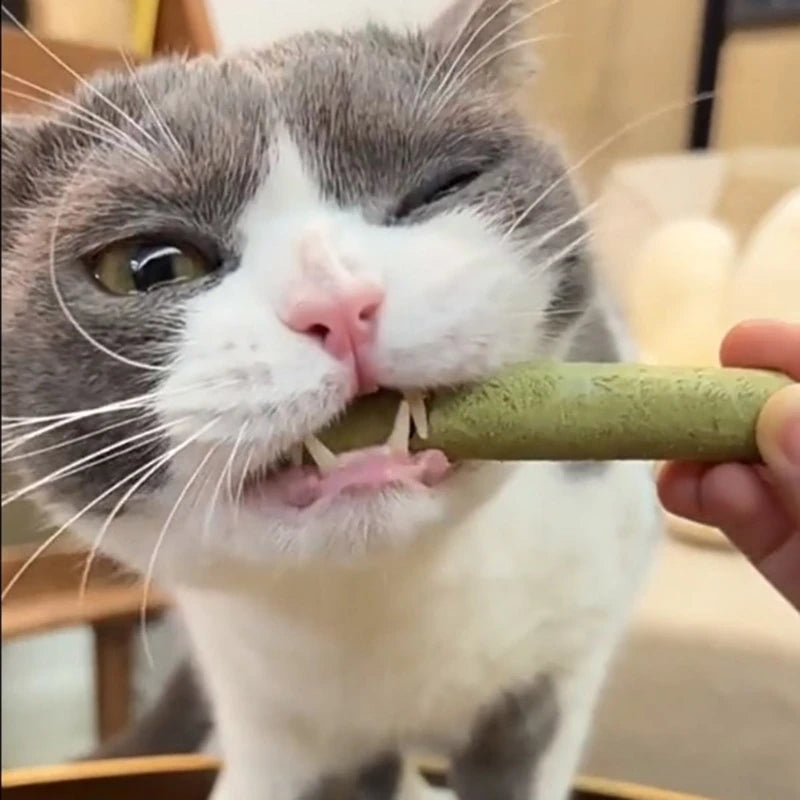 Natural Grass Chewing Sticks Treat for Cats